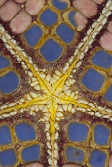 Details Prints: Pincushion Starfish (Culcita novaeguineae) adult