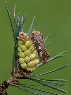 Pine Beauty Moth (Panolis flammea) adult, camouflaged on Scots Pine (Pinus sylvestris) buds, Leicestershire, England, may