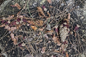 Grey Prints: Pine cone remains after Grey Squirrel has eats the nuts