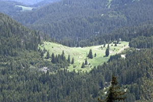 Rhodope Prints: Pine forest and open glades in Rhodope mountains, Bulgaria
