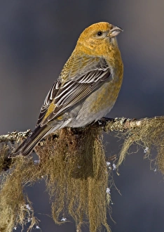 Lichen Prints: Pine Grosbeak (Pinicola enucleator) adult female