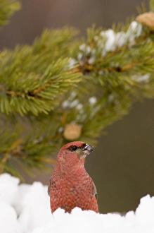 Rose Finch Prints: Pine Grosbeak (Pinicola enucleator) adult male