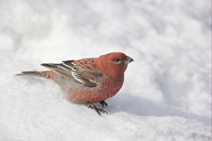 Pine Grosbeak (Pinicola enucleator) adult male, foraging on snow, Lapland, Finland