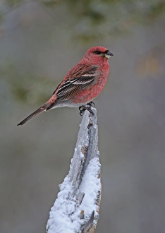 Pine Grosbeak (Pinicola enucleator) adult male, perched on snow covered stump, Lapland, Finland, March