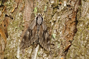 Pines Prints: Pine Hawkmoth (Hyloicus pinastri) adult