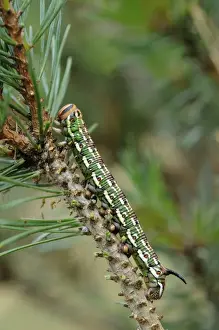 Needle Prints: Pine Hawkmoth (Hyloicus pinastri) fully grown larva