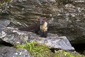 Highland Prints: Pine Marten (Martes martes) immature