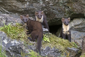 Highland Prints: Pine Marten (Martes martes) three immatures