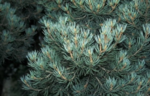 Pines Prints: Pine (Pinus monophylla) Leaf
