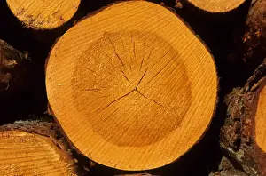 Coniferous Prints: Pine (Pinus sp. ) close-up of annual growth rings of cross-section of log, Sweden