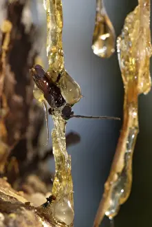 Traps Prints: Pine (Pinus sp. ) resin, sap seeping from tree with trapped Beetle (Cerambycidae sp)