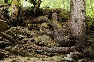 Erosion Prints: Pine (Pinus sp. ) roots, exposed by soil erosion