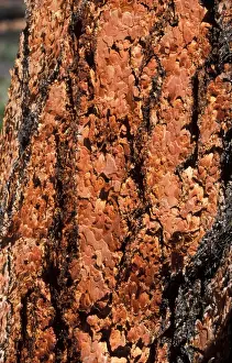 Pines Prints: Pine Ponderosa or Western Yellow Pine(Pinus ponderosa) Characteristic red bark