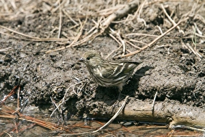 Drinking Prints: Pine Siskin female at drinking pool