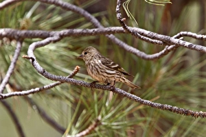 Pinus Prints: Pine Siskin female perched in pine tree