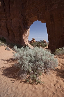 Erosion Prints: Pine tree Arch in Arches National Park