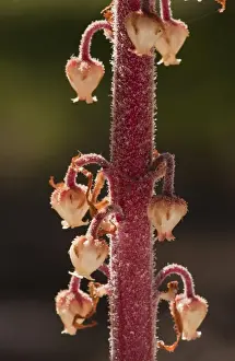 Pinedrops (Pterospora andromedea) close-up of flowers, growing in pine woodland, Oregon, U. S. A. july