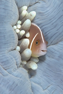Sheltering Prints: Pink Anemonefish (Amphiprion perideraion) adult