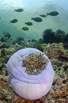 Sheltering Prints: Pink Anemonefish (Amphiprion perideraion) adults