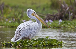 Great Rift Valley Prints: Pink-backed Pelican (Pelecanus rufescens) adult