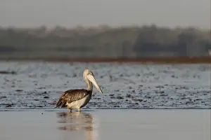 Pelican Prints: Pink-backed Pelican (Pelecanus rufescens) immature