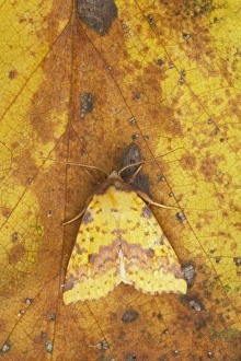 Images Dated 3rd May 2012: Pink-barred Sallow Moth (Xanthia togata) adult, resting on leaf, Essex, England