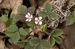 Rosaceae Prints: Pink Barren Strawberry (Potentilla micrantha) flowering