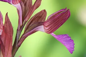 Pink Butterfly Orchid (Orchis papilionacea) close-up of flowers, Italy