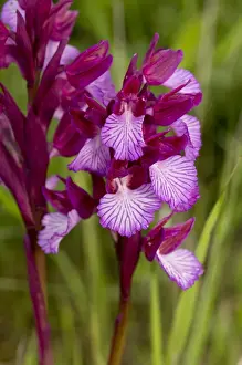 Pink Butterfly Orchid (Orchis papilionacea) flowering, growing in grassland, Sardinia, Italy, April
