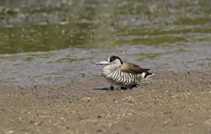 Plateau Prints: Pink-eared Duck (Malacorhynchus membranaceus) adult