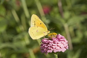 Nectar Prints: Pink-edged Sulphur (Colias interior) adult