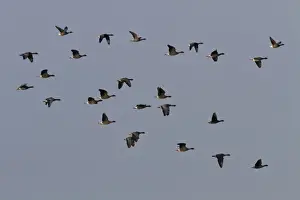 North Prints: Pink footed and Brent Geese, winter flock flying over Deepdale Marsh