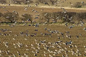Newly Prints: Pink footed geese coming into land on newly harvested winter sugar beet field