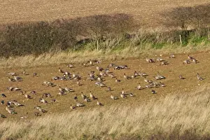 Newly Prints: Pink footed geese feeding on newly harvested winter sugar beet field
