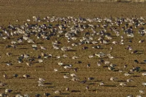 Pink footed geese feeding on newly harvested winter sugar beet field, Brancaster, North Norfolk