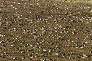 Pink footed geese feeding on newly harvested winter sugar beet field, Brancaster, North Norfolk