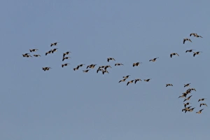 Anser Prints: Pink footed Geese, winter flock flying at Brancaster, North Norfolk