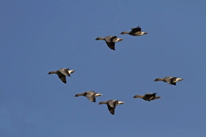 Pink footed Geese, winter flock flying at Brancaster, North Norfolk