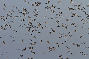 Pink footed Geese, winter flock flying at Brancaster, North Norfolk