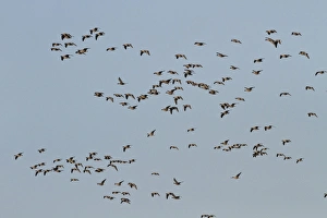 Pink footed Geese, winter flock flying at Brancaster, North Norfolk