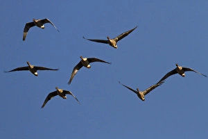 Pink footed Geese, winter flock flying at Brancaster, North Norfolk