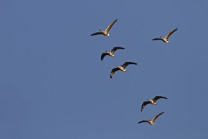 Pink footed Geese, winter flock flying at Brancaster, North Norfolk