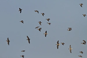 Pink footed Geese, winter flock flying at Brancaster, North Norfolk. some birds are whiffling which is like stalling