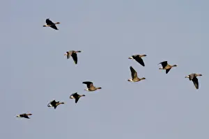 North Prints: Pink footed Geese, winter flock flying over Deepdale Marsh, Brancaster, North Norfolk