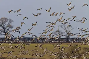 Pink footed Geese, winter flock flying over sugar beet fields at Brancaster, North Norfolk