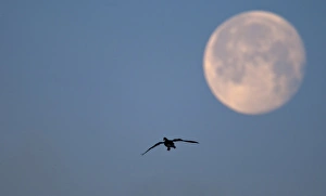 Moon Prints: Pink-footed Goose (Anser brachyrhynchus) adult