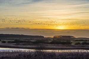Flock Prints: Pink-footed Goose (Anser brachyrhynchus) flock