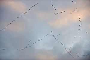 Leaving Prints: Pink-footed Goose (Anser brachyrhynchus) flock