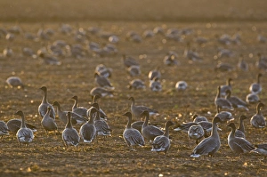 Pink-footed Goose (Anser brachyrhynchus) flock, feeding in arable field, Norfolk, England, october