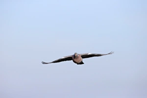 Pigeon Prints: Pink-footed Goose (Anser brachyrhynchus) two